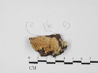 銳孔菌屬藏品圖，第3張