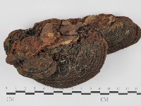 木層孔菌屬藏品圖，第1張