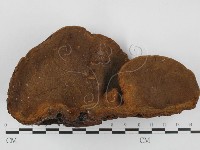 木層孔菌屬藏品圖，第3張