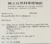木層孔菌屬藏品圖，第2張