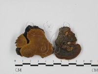 木層孔菌屬藏品圖，第1張