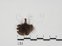 登錄號:F0027663藏品圖，第3張