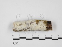 絲皮菌屬藏品圖，第1張