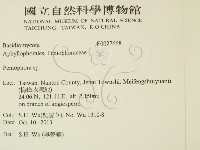 筍殼菌屬藏品圖，第2張