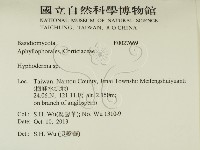 絲皮菌屬藏品圖，第2張