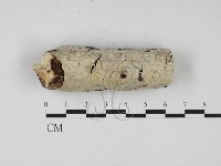 絲皮菌屬藏品圖，第1張