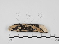 刺皮菌屬藏品圖，第1張