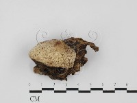 登錄號:F0027671藏品圖，第1張