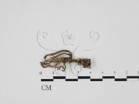 登錄號:F0027674藏品圖，第1張