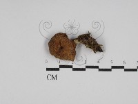 登錄號:F0027677藏品圖，第1張