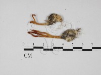 登錄號:F0027679藏品圖，第1張