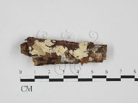 登錄號:F0027686藏品圖，第1張