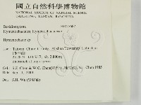 刺革菌屬藏品圖，第2張