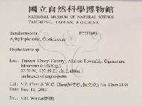 絲齒菌屬藏品圖，第2張