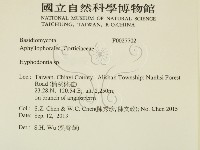 絲齒菌屬藏品圖，第2張