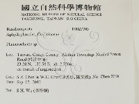 顯絲菌屬藏品圖，第2張