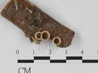 登錄號:F0027705藏品圖，第3張