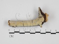 登錄號:F0027706藏品圖，第1張