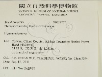 刺革菌屬藏品圖，第2張