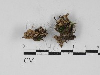 革菌屬藏品圖，第1張