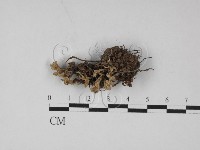 革菌屬藏品圖，第1張