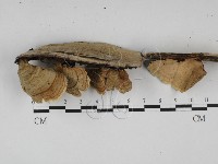 蠔韌革菌藏品圖，第3張