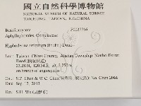 剛毛絲皮菌藏品圖，第2張