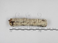 剛毛絲皮菌藏品圖，第1張