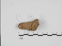 登錄號:F0027720藏品圖，第1張