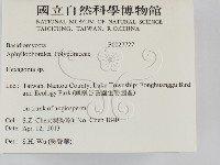 蜂窩菌屬藏品圖，第2張