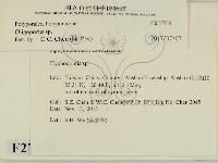 寡孔菌屬藏品圖，第2張