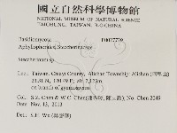 齒耳菌屬藏品圖，第2張