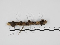 登錄號:F0027730藏品圖，第1張