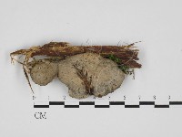 寡孔菌屬藏品圖，第3張