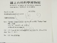 絲齒菌屬藏品圖，第2張