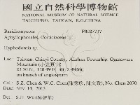 絲齒菌屬藏品圖，第2張