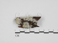 絲齒菌屬藏品圖，第1張