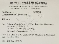 射脈菌屬藏品圖，第2張
