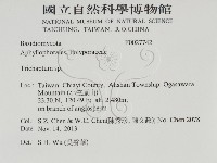 附毛菌屬藏品圖，第2張