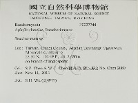 齒耳菌屬藏品圖，第2張