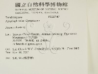 顯絲菌屬藏品圖，第2張