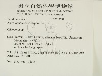 寡孔菌屬藏品圖，第2張