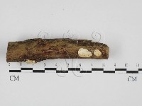 寡孔菌屬藏品圖，第1張