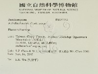 顯絲菌屬藏品圖，第2張