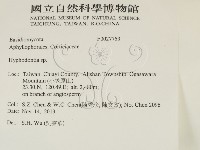 絲齒菌屬藏品圖，第2張