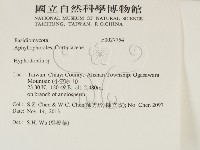 絲齒菌屬藏品圖，第2張