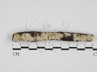 絲齒菌屬藏品圖，第1張