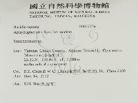 齒耳菌屬藏品圖，第2張