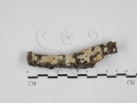 齒耳菌屬藏品圖，第1張