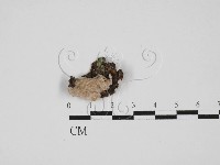 附毛菌屬藏品圖，第1張